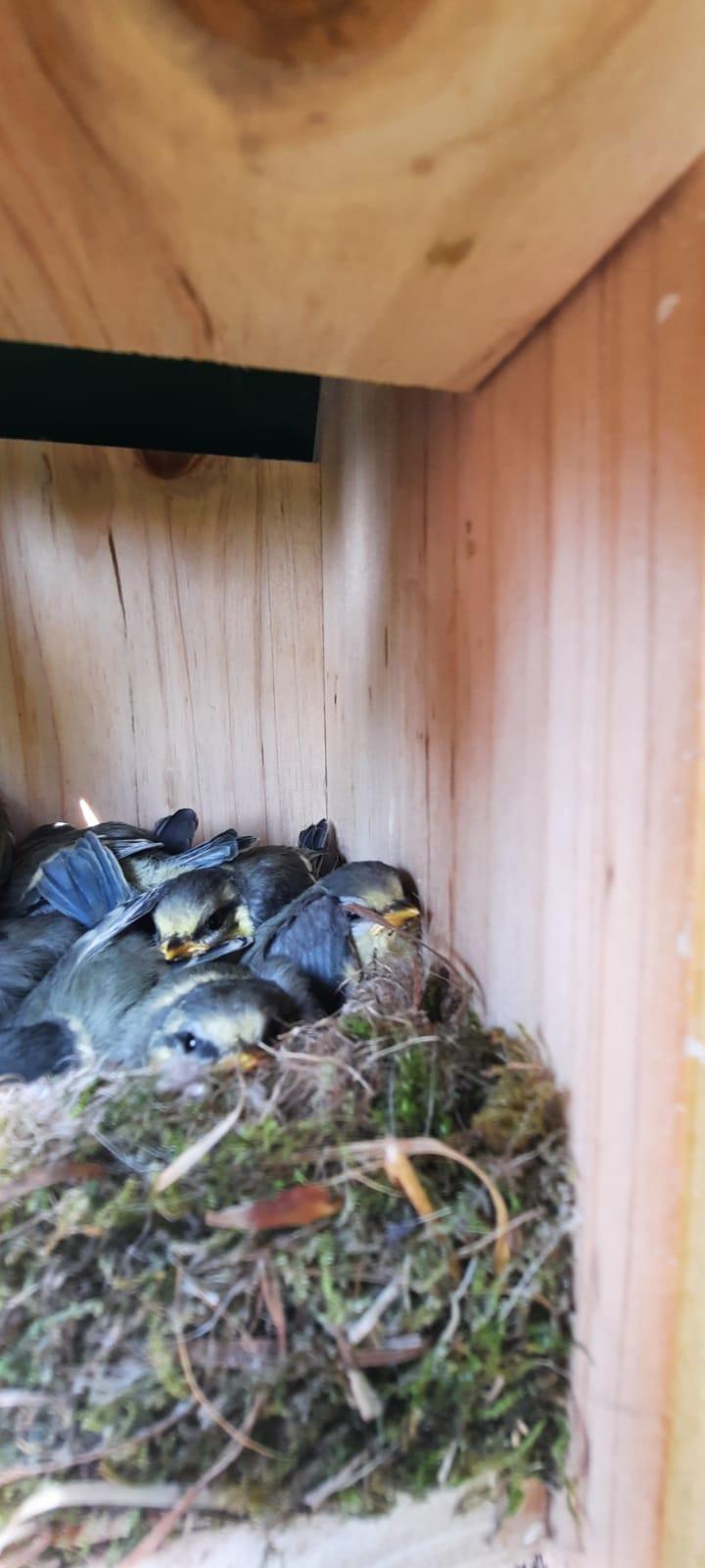 Jonge koolmezen in een nestkast tijdens het broedseizoen