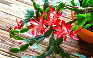 Tropische planten voor binnen - kerstcactus