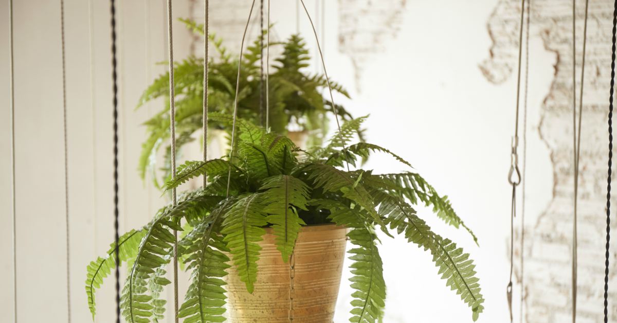 13x hangplanten voor binnen de leukste hangplanten voor jouw interieur