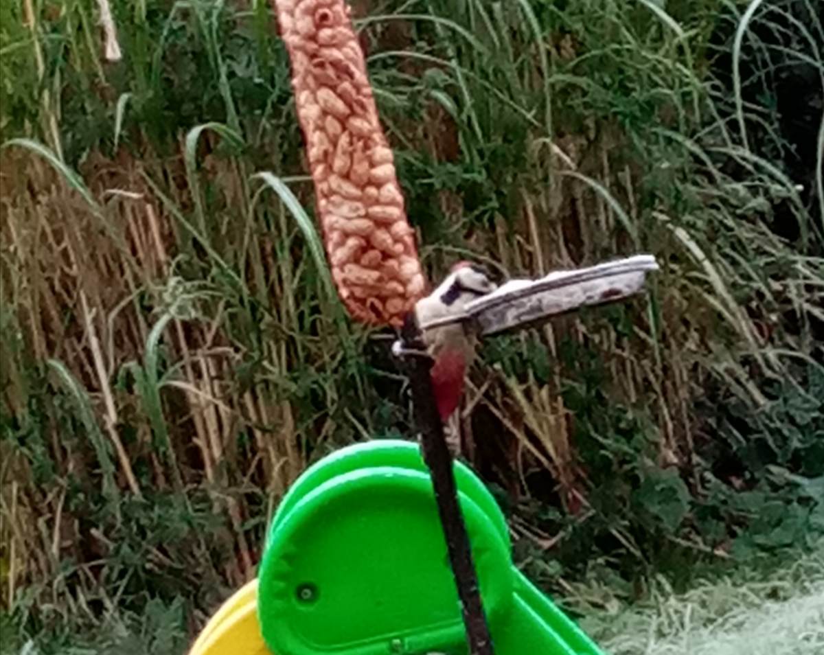 Vogels In De Tuin Herkennen: 27 Tuinvogels & Info - Buitenlevengevoel.nl