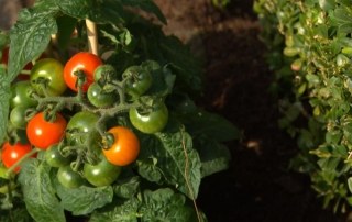 tomaten-cherry-plant