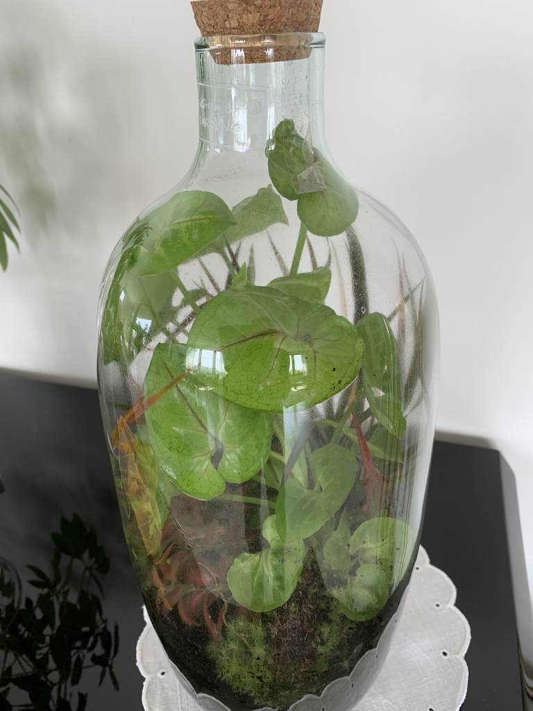 Planten Terrarium Planten & Maken Buitenlevengevoel.nl