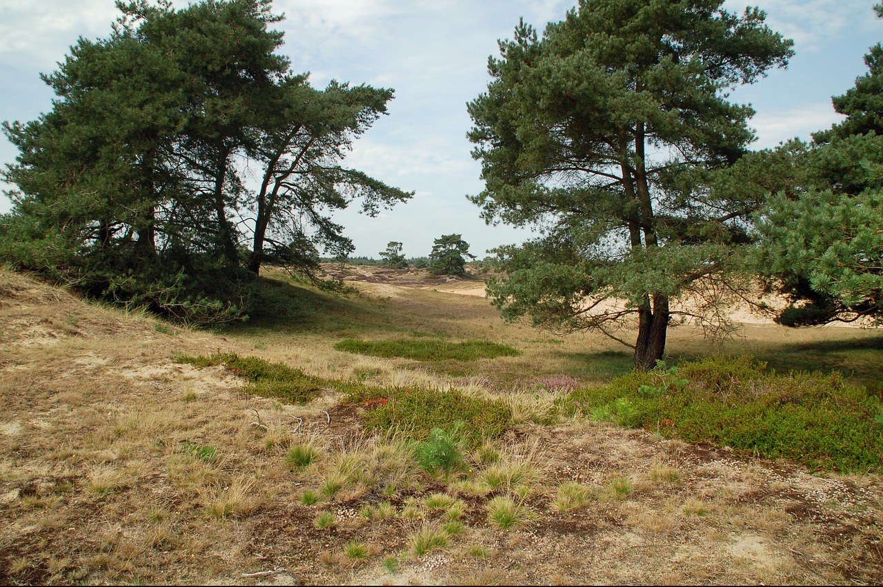 Nationaal park Drents-Friese Wold