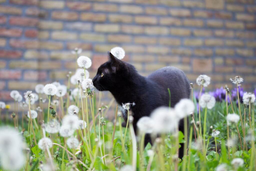 kat in de tuin
