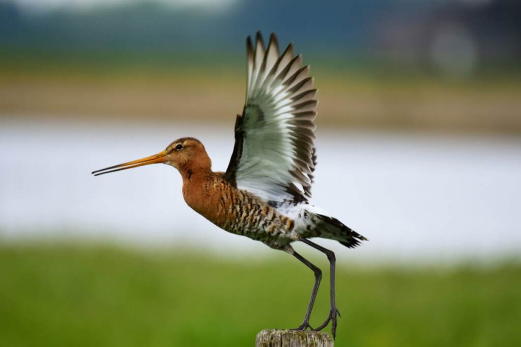 Nederlandse vogels herkennen