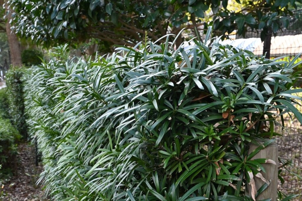 Winterharde groene erfafscheiding met dichte beplanting