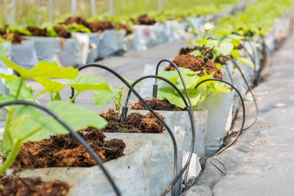 Druppelirrigatie met losse druppelaars in plantenbakken