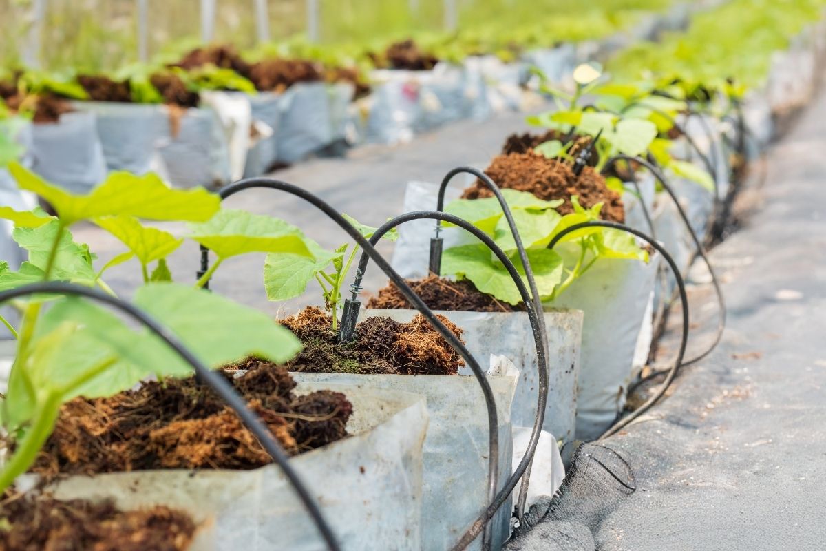 Druppelirrigatie in plantenbakken