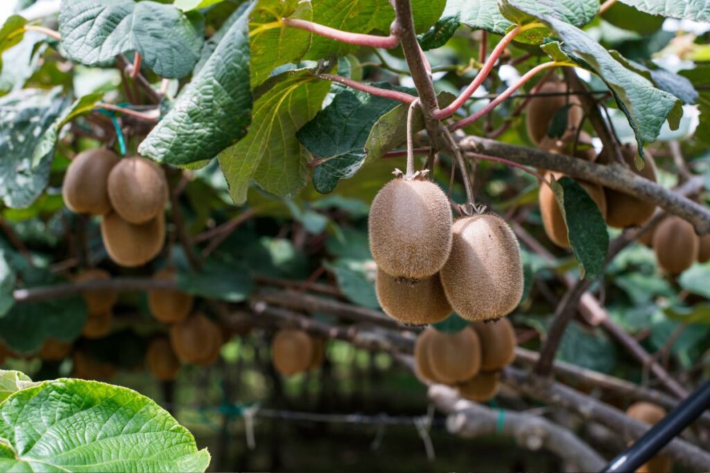 Kiwiplant met rijpe kiwi's aan een klimrek
