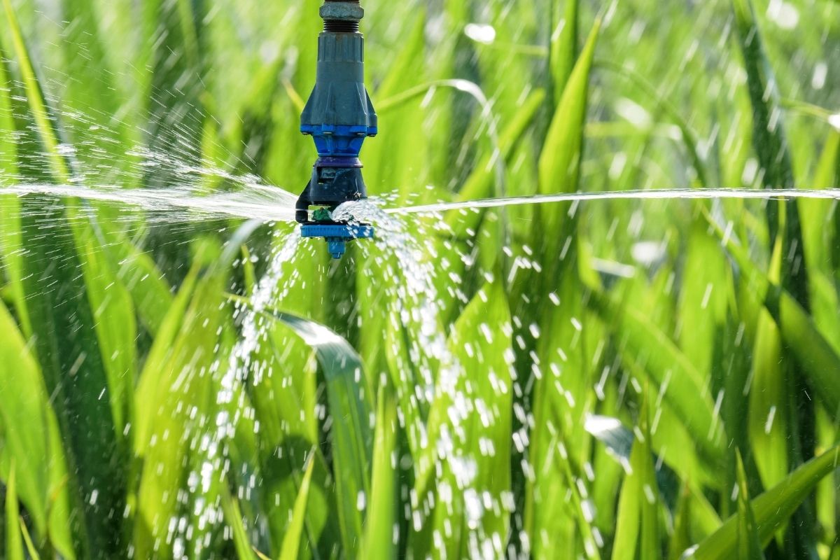 Kleine sproeier die water over planten verspreidt