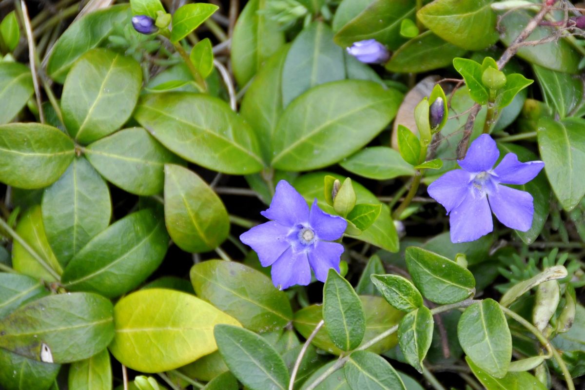Groenblijvende bodembedekkers in de tuin