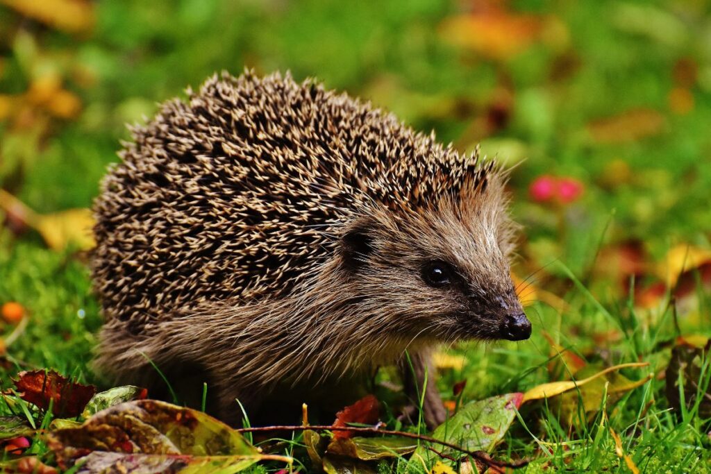 Egel bij een voerplek in de tuin
