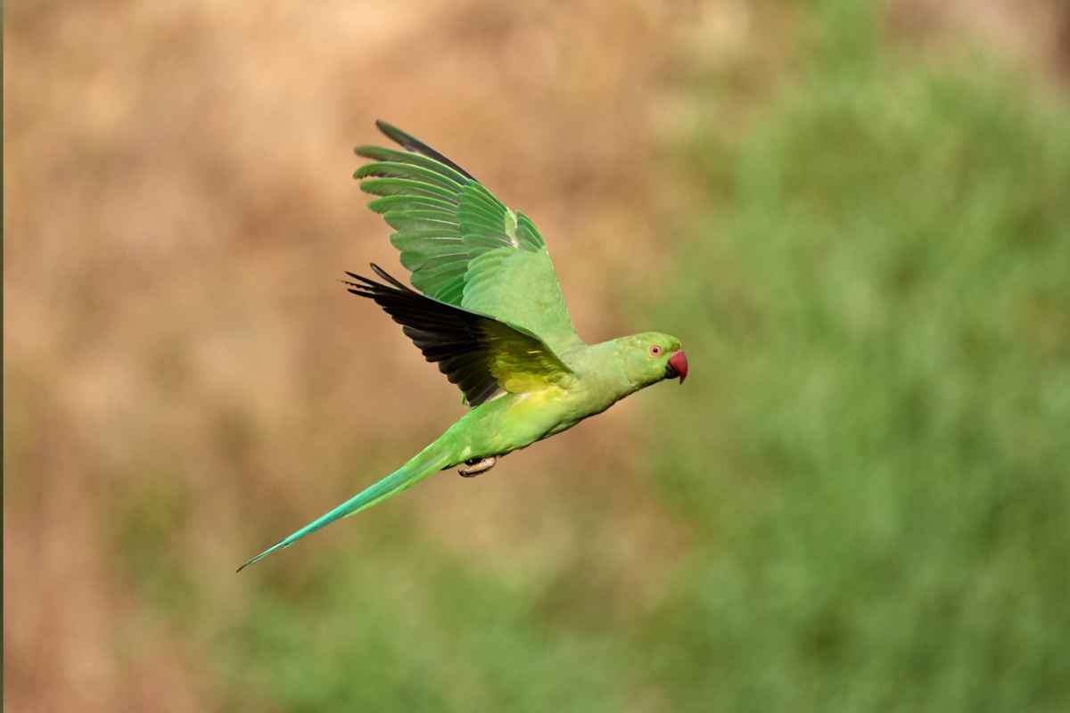 Halsbandparkiet herkennen in de tuin