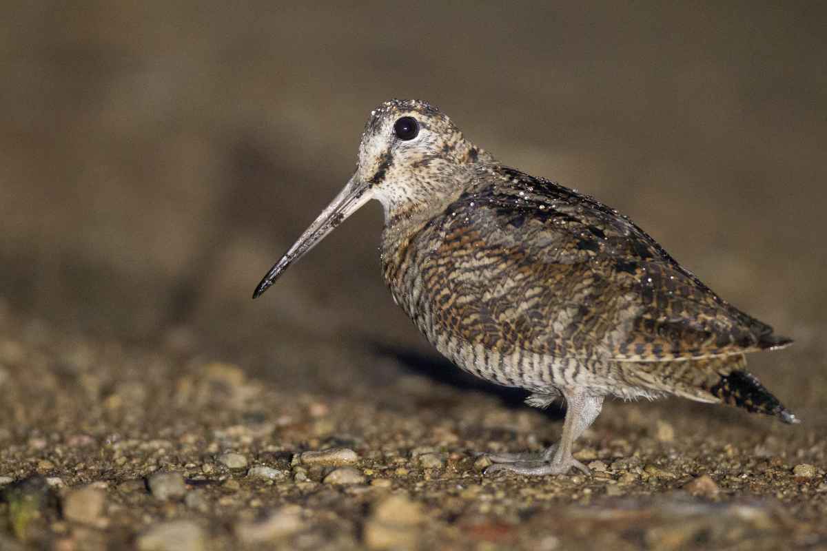 Houtsnip herkennen in de tuin