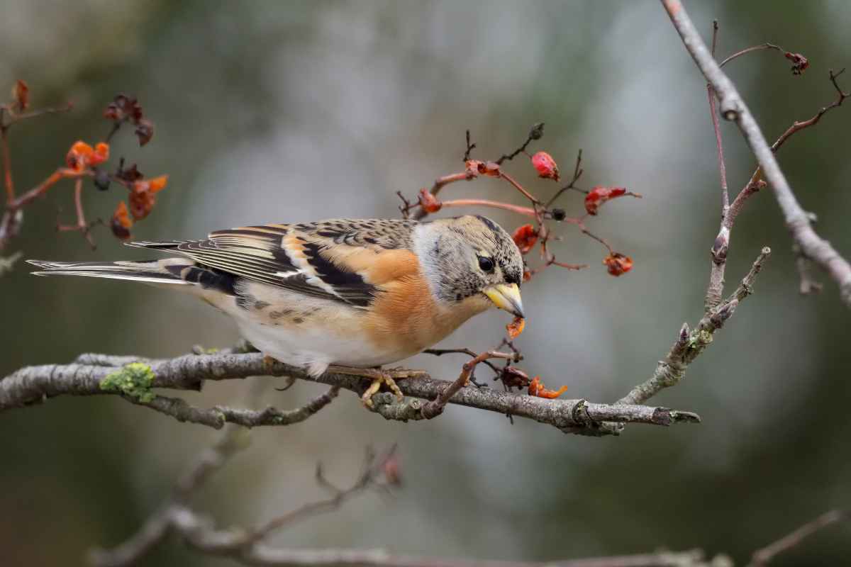 Keep herkennen in de tuin