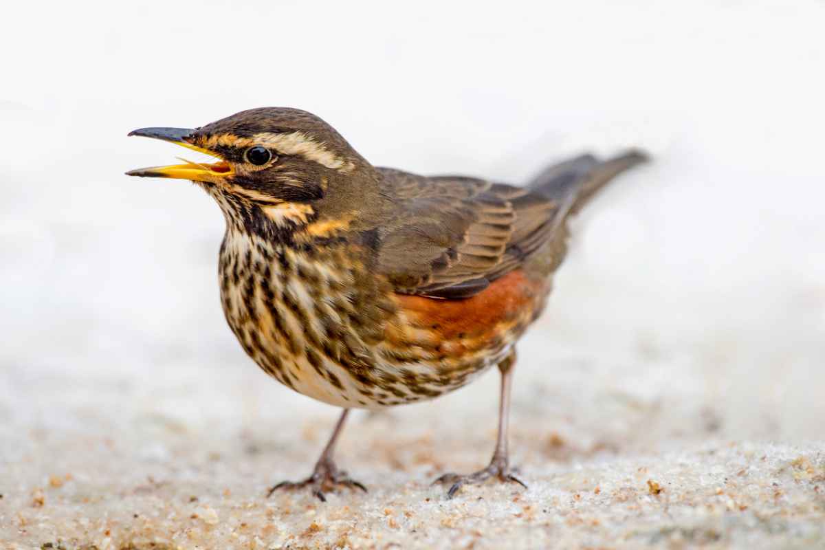 Koperwiek herkennen in de tuin