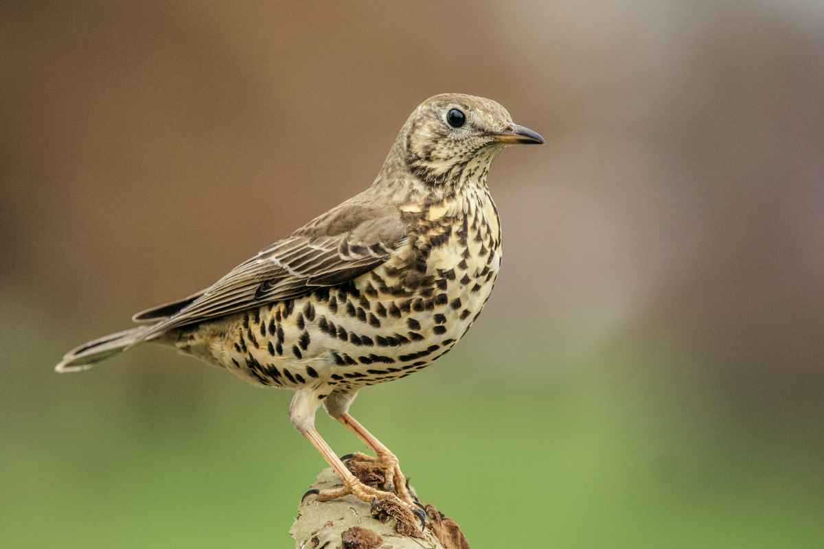 Kramsvogel herkennen in de tuin