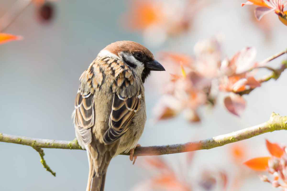 Ringmus herkennen in de tuin