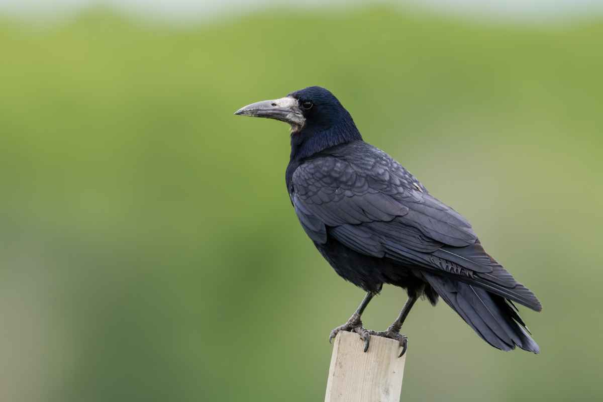 Roek herkennen aan zwarte veren, lange snavel en kale lichte snavelbasis