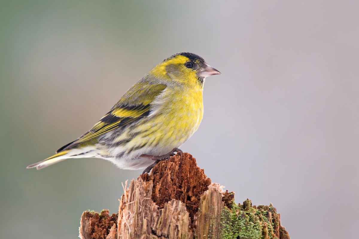 Sijs in de tuin