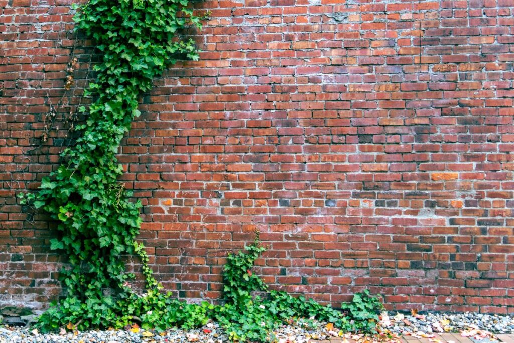 Tuinmuur gecamoufleerd met groene klimop