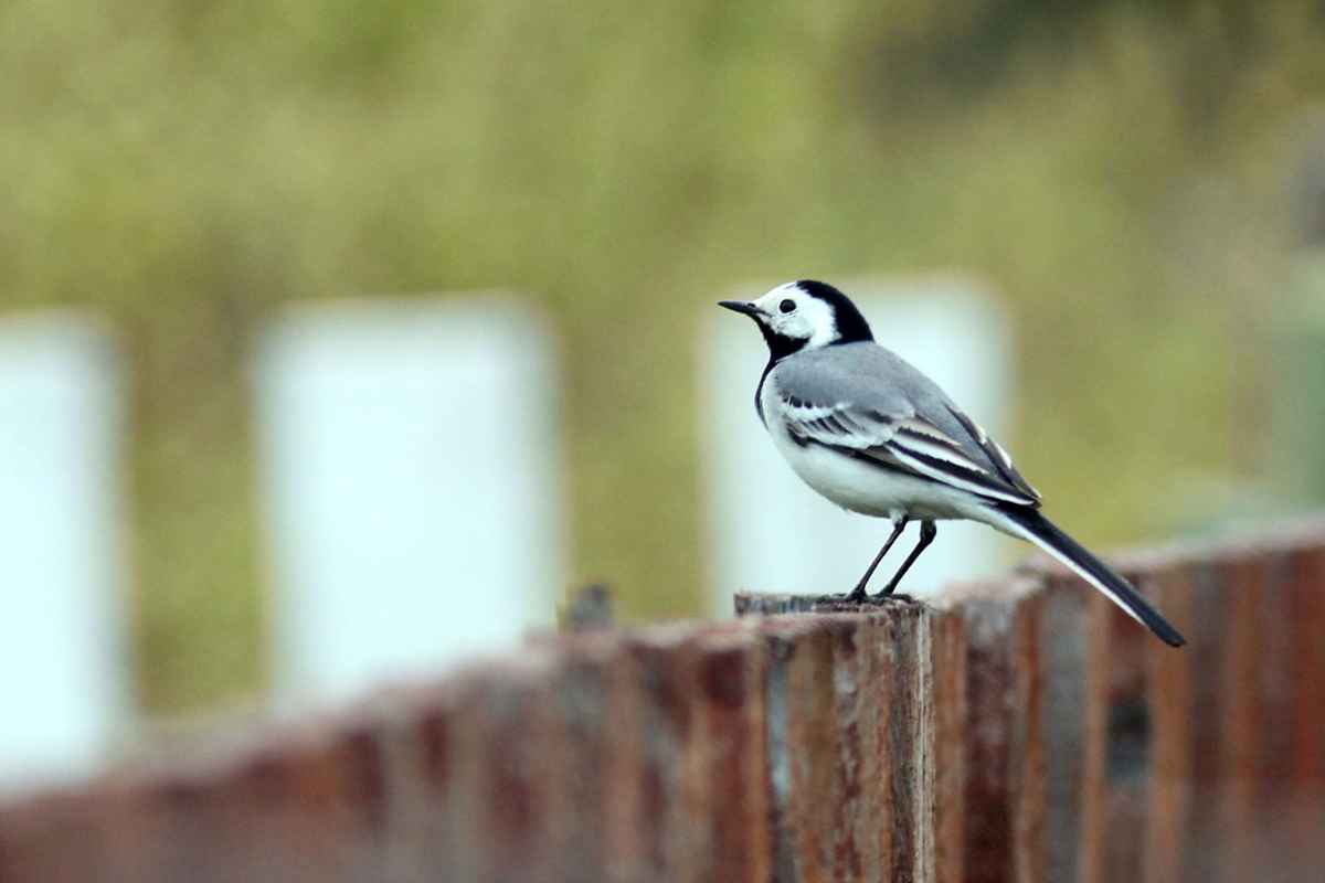 Witte kwikstaart herkennen in de tuin