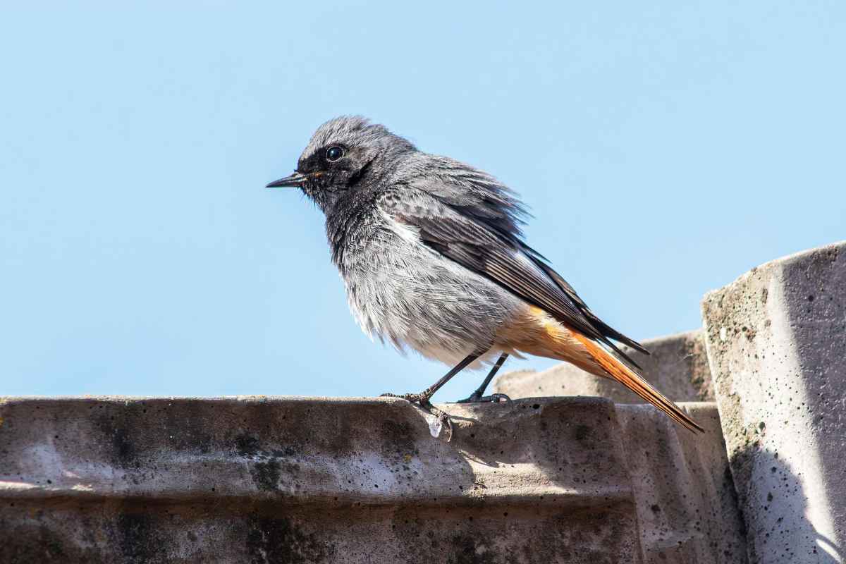 Zwarte roodstaart herkennen in de tuin